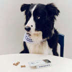 HAY Dogs Treat Tin