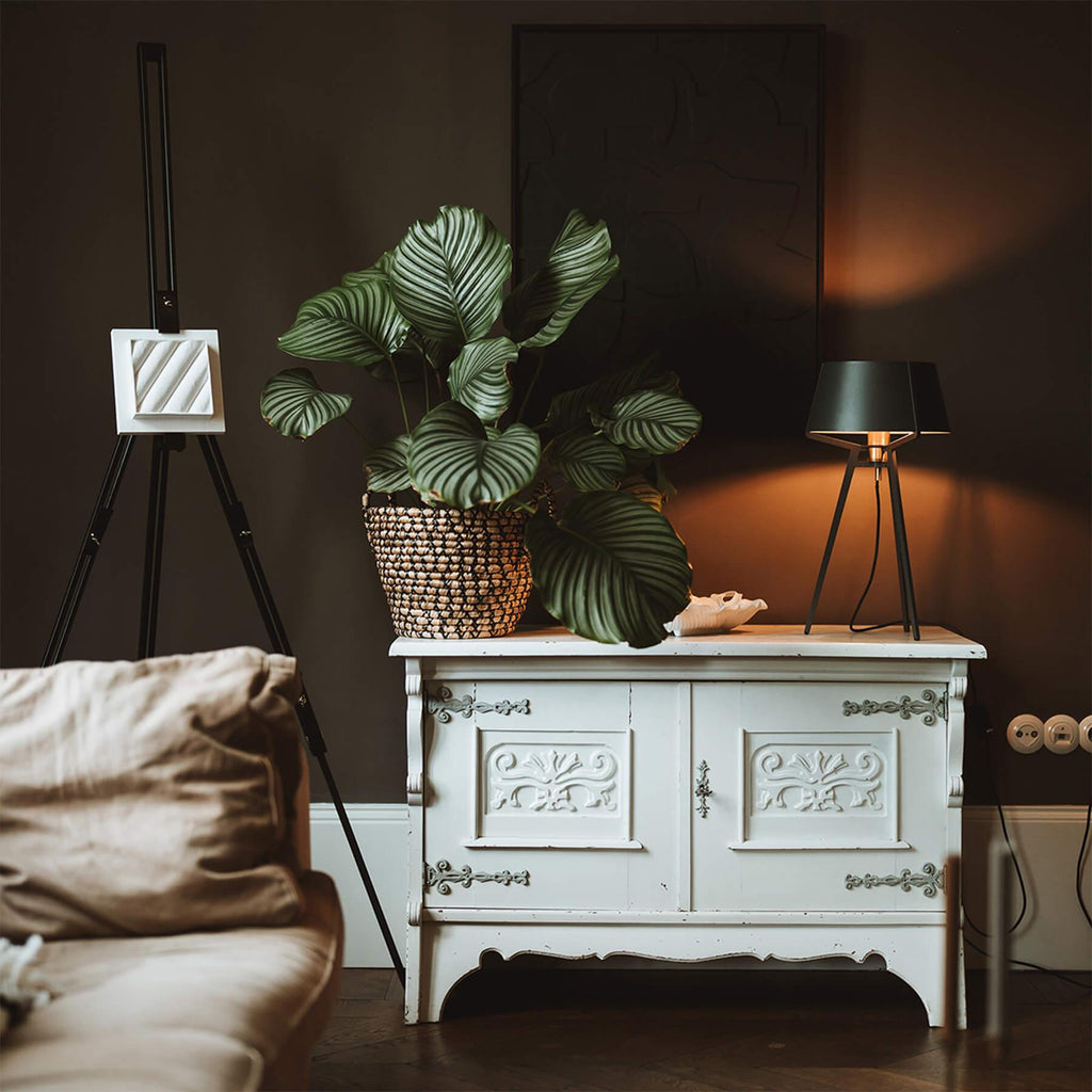 Tonone Bella Table Lamp