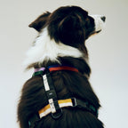 HAY Dog Harness