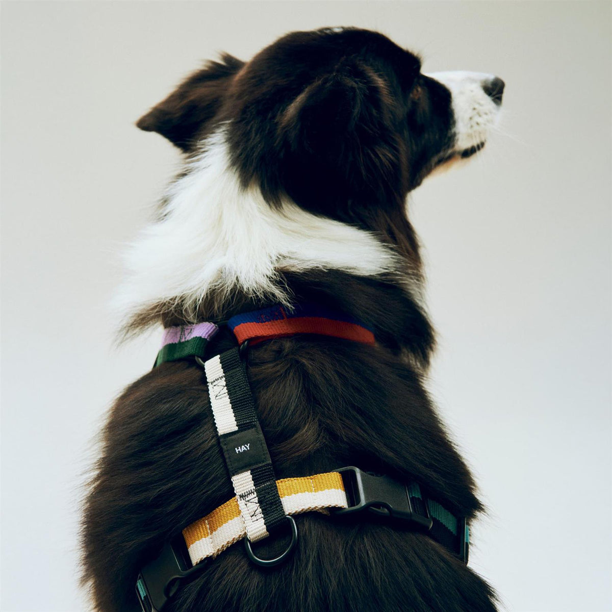 HAY Dog Harness
