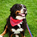 HAY Dogs Scarf