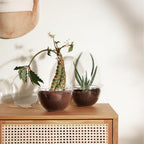 Design House Stockholm Grow Greenhouse